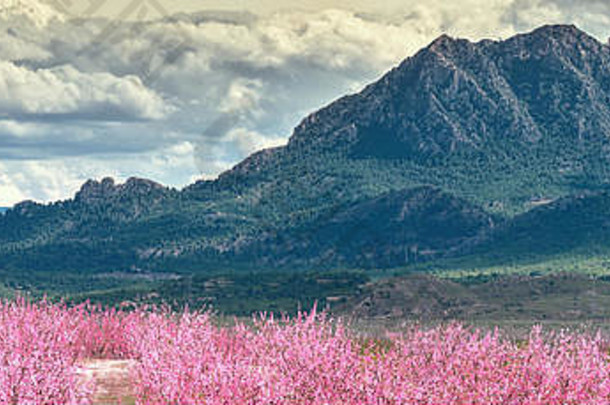 修剪过的全景图像亮粉色的果园盛开。桃花盛开的田野，李子，油桃树，果树，山脉，西埃扎，西班牙