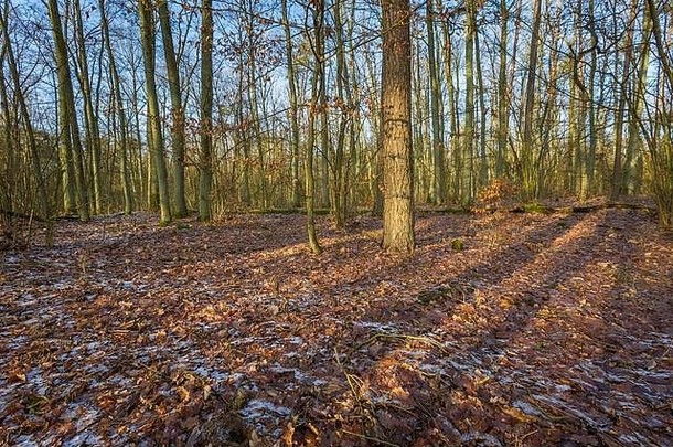 冬季或秋末森林。美丽的欧洲森林景观。