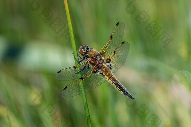 four-spotted猎人蜻蜓quadrimaculata休息芦苇香蒲latifolia邓弗里斯苏格兰