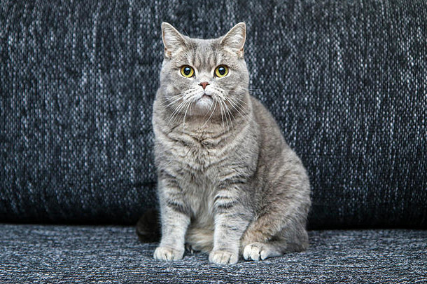 这只可爱的英国猫坐在沙发上，看起来有点怀疑和紧张，因为它有一张弯曲的嘴。