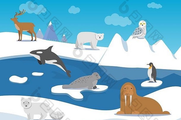 北极景观极地动物
