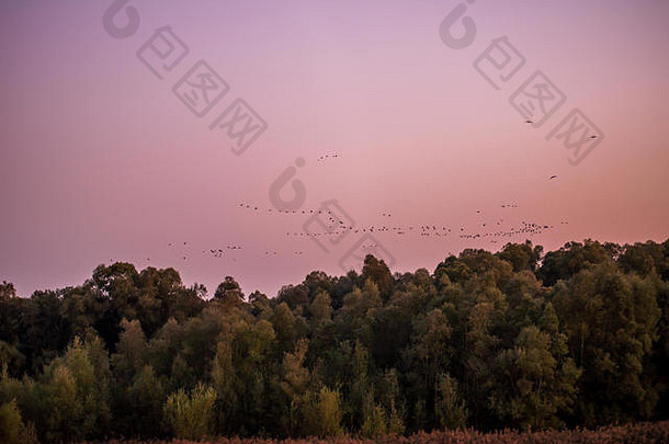 日落后，一群迁徙的大雁在伊恩河上飞过，背景是阿尔卑斯山。伊恩河下游的自然保护区。
