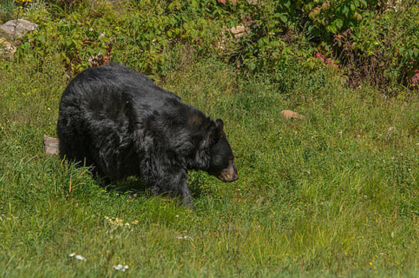 黑熊在享受夏日的阳光