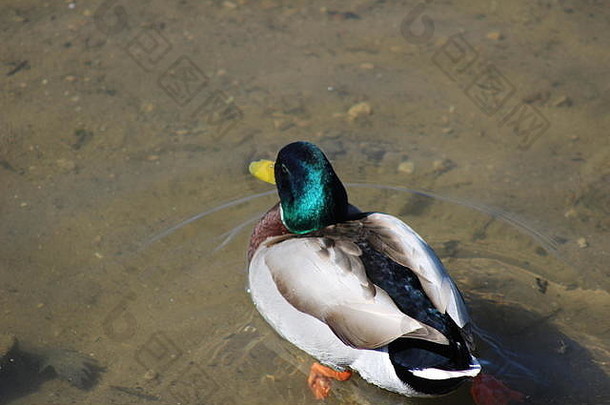 绿头鸭是北美洲最丰富和最常见的鸭种。这只公鸭的特点是，它的头是绿色的，两侧是灰色的，尾巴是黑色的，这使它成为最容易辨认的鸭子。