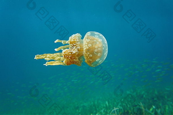 马斯蒂吉亚斯水母，加勒比海<strong>入侵物种</strong>，巴拿马博卡斯德尔托罗