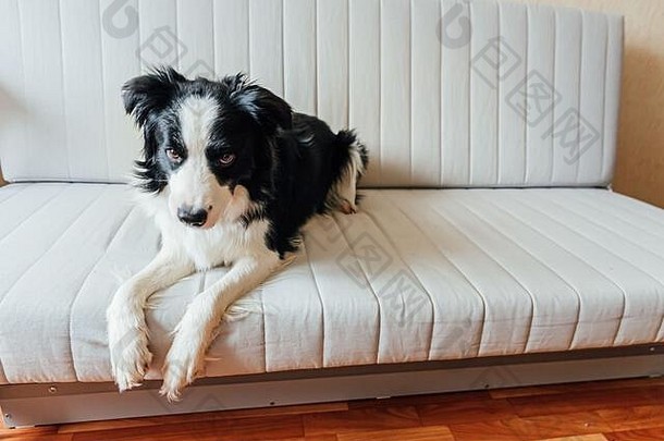 有趣的肖像可爱的微笑小狗狗边境牧羊犬沙发上在室内可爱的成员家庭狗首页盯着等待宠物护理动物概念