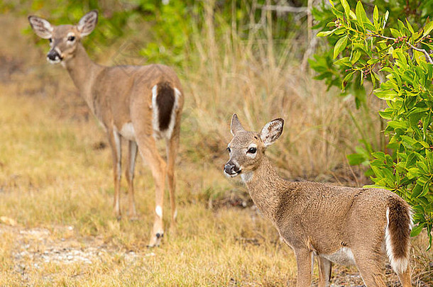濒临灭绝的罕见的关键鹿小鹿森林大松关键佛罗里达键