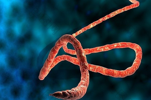 埃博拉<strong>病毒</strong>，显微镜观察。