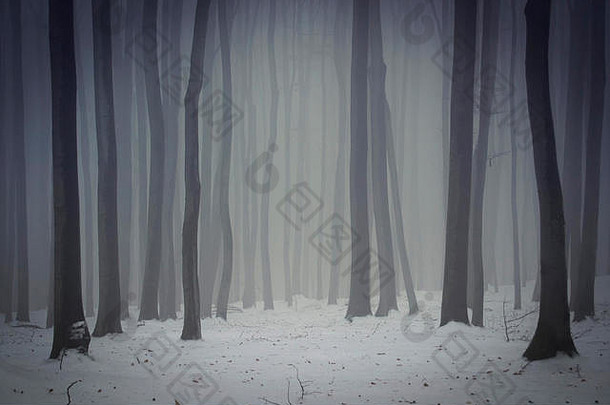 冬季的雾林