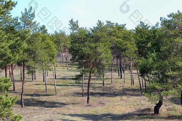 松林中的林间空地。蓝天映衬下孤零零的松树景观照片