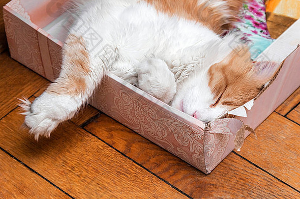 可爱的成年姜和白猫睡在盒子里