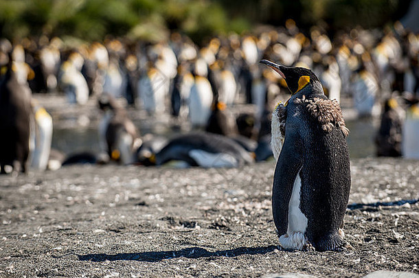 王企鹅Aptenodytes巴塔哥尼库斯蜕皮<strong>黄金</strong>港口南乔治亚州南极洲