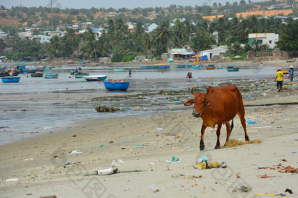 越南梅内—2017年12月27日。一头牛沿着梅恩渔村的海滩漫步。尽管是一个旅游胜地，海滩还是一片狼藉