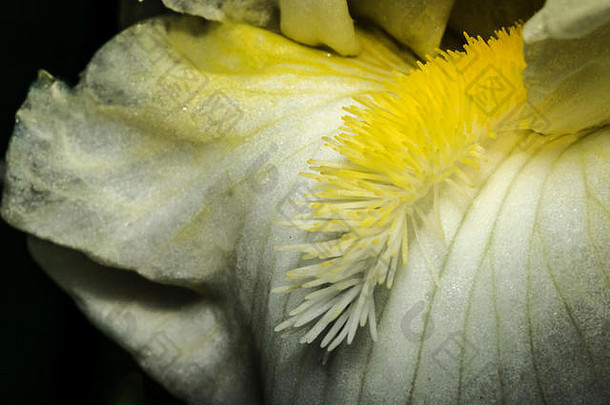 白色花朵上的黄色雄蕊