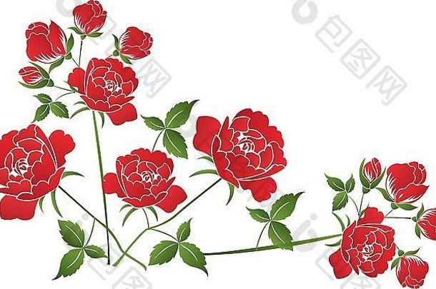 美丽的红色的玫瑰白色背景插图