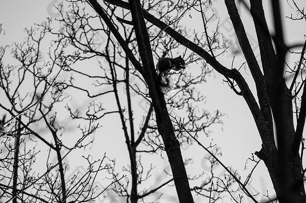一只灰松鼠栖息在树上