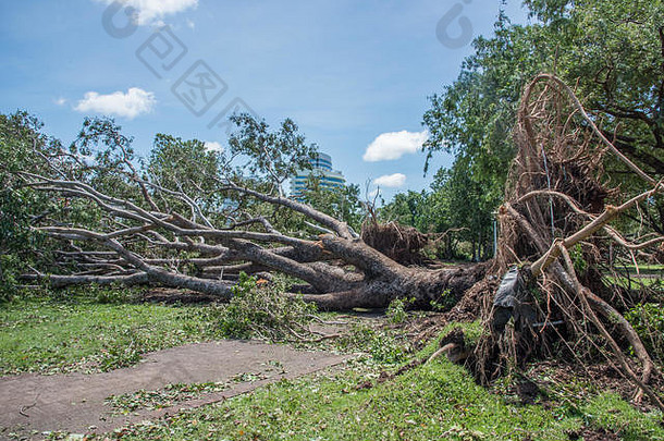 2018年3月，澳大利亚达尔文，飓风“马库斯”过后，两百周年纪念公园的一棵倒下的树挡住了人行道