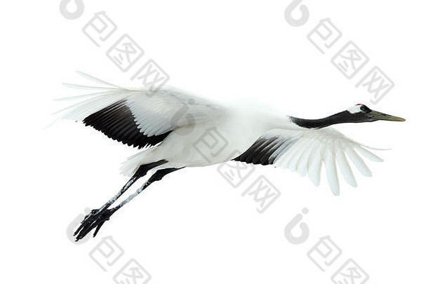 起重机的飞行。白色的隔离带。丹顶鹤。学名：日本鹤，又称日本鹤或满洲鹤，是一种大型鸟类