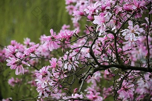 木兰花（Leonard Messel）粉红色星形木兰花在春天盛开