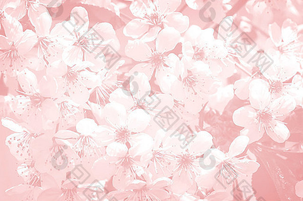 背景图像光粉红色的背景白色花樱桃花朵