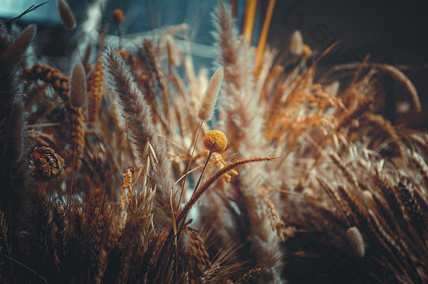 以成熟小麦为背景的特写镜头
