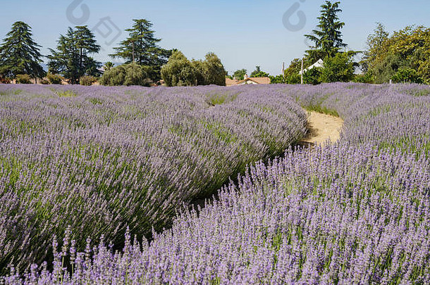 美国洛杉矶县圣贝纳迪诺123农场薰衣草节上美丽的紫色薰衣草花