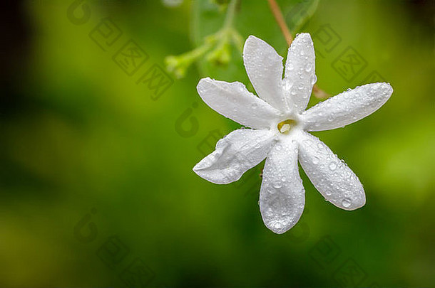 花园里开着一朵美丽的白色小花。