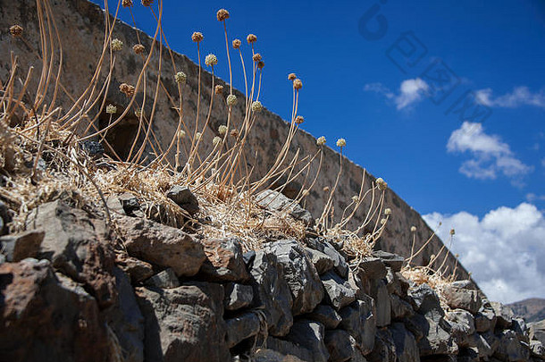 死茎种子头野生大蒜花日益增长的石头墙背景明亮的蓝色的天空