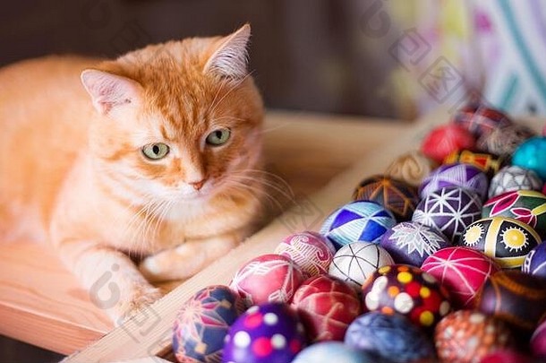 家里的红猫和<strong>复活节</strong>彩蛋摆在桌子上。