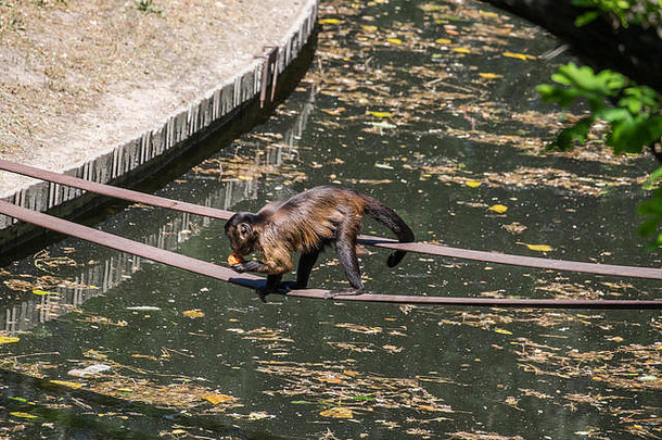 成人卷尾猴子cebus卡普西努斯走绳子水吃水果