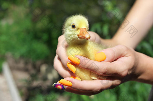 新生的黄色小鸭坐在母鸭子的手上