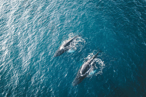 空中视图座头<strong>鲸鲸</strong>鱼潜水<strong>海</strong>洋蓝色的水打击显示白色好大西洋<strong>海</strong>洋照片格陵兰岛