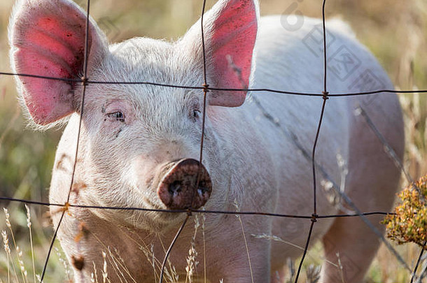 在美国俄勒冈州的一个农场上，一头<strong>粉色</strong>的猪正在透过铁丝网看