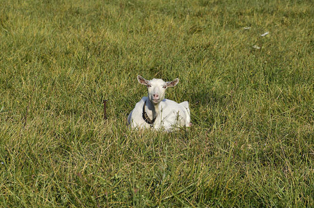 在草地上吃草的山羊