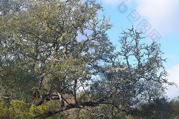 小遗迹补丁原始软木塞奥尔姆橡木森林存在较低的瓜迪亚纳谷alentejo南部葡萄牙