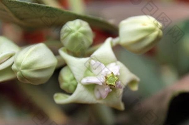自然摄影花卉图片库免费图片