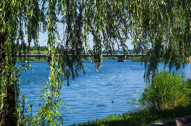 城市公园春天-盛开的蒲公英，绿草，河流，模糊的背景