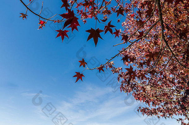 伟大的<strong>秋意</strong>，美丽的梧桐属树木，带着红色的树叶，预示着秋天，圣弗朗西斯科-德保拉圣贝尔纳多，Br