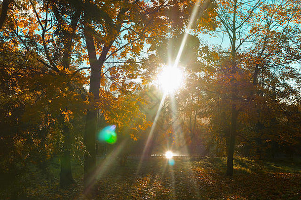 秋天的公园里，秋天的森林里，秋天树上的黄叶和红叶，阳光透过树枝