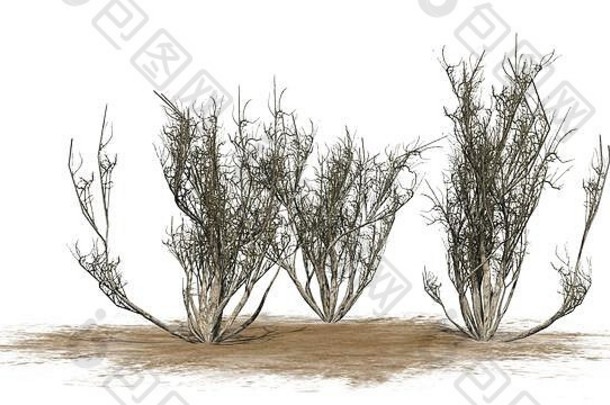 非洲橄榄灌木集团冬天沙子区域孤立的白色背景