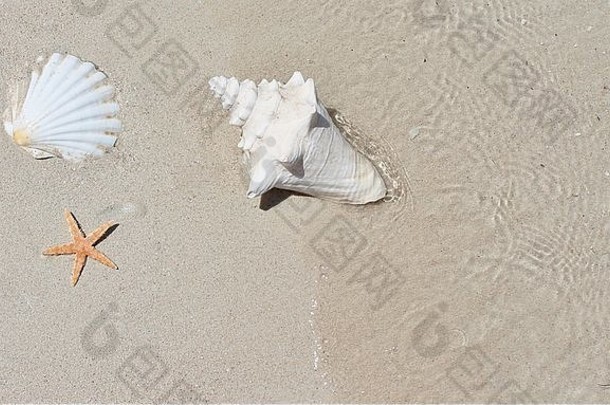 海螺<strong>贝壳</strong>沙滩，海浪来自海洋-度假概念