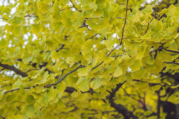 秋天银杏树，黄叶飘落。