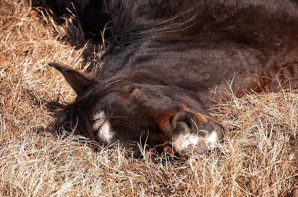 马<strong>酣睡</strong>，躺在干燥的冬草里晒太阳