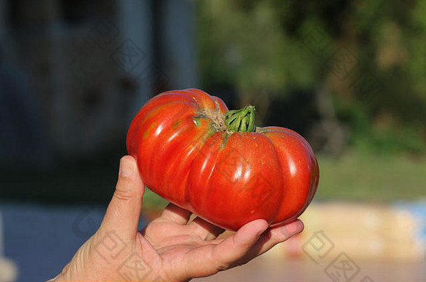 意大利夏季从葡萄树<strong>上新</strong>收获的巨型<strong>牛排</strong>西红柿。西红柿是俄亥俄州、阿肯色州和田纳西州的象征