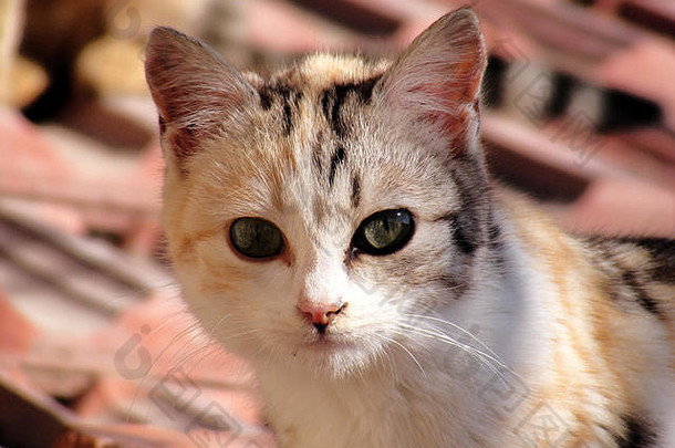 猫图片猫眼睛图片美丽的猫眼睛可爱的猫无辜的猫图片特写镜头猫图片棕色（的）猫的猫眼睛