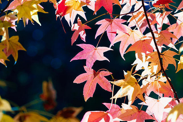 季节美丽的秋天叶子