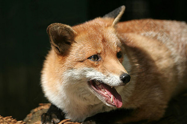 红狐，一种原产于英格兰的哺乳动物，被许多人认为是<strong>有害生物</strong>。猎狐的争论使国家分裂。