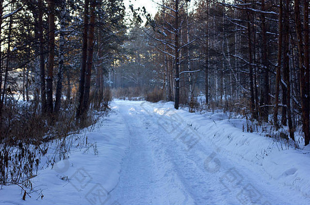 冬天松林里雪白的路
