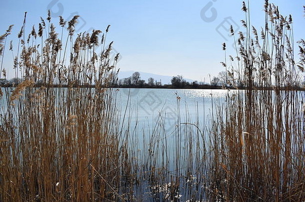 在保加利亚，香蒲植物环绕着一个湖泊