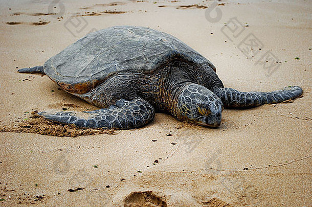 濒临灭绝的海龟在海滩上晒日光浴。夏威夷瓦胡岛